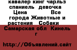  кавалер кинг чарльз спаниель -девочка › Цена ­ 45 000 - Все города Животные и растения » Собаки   . Самарская обл.,Кинель г.